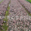 杭州 蕭山 優質 紅花繼木 金葉女貞 綠化樹木 園林 地被 色塊量多