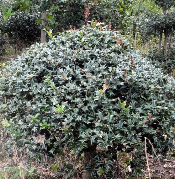 構骨冬青球便宜賣了