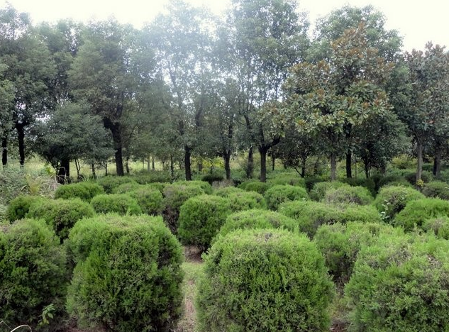 大量便宜供應蜀檜小苗