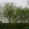垂柳價(jià)格/實(shí)在