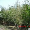 廠家直銷木槿樹苗 園林綠化苗木適應能力強 大小規格多樣