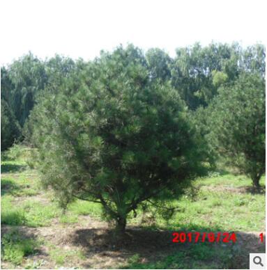 廠家直銷白皮松 規格種類多樣 白皮松樹 易成活 量大從優