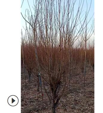 廠家直銷碧桃 綠化工程用碧桃 規格多樣碧桃樹形美觀 量大優惠