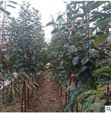 苗圃直銷，專供批發柿樹