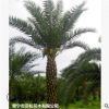 大量低價供應綠化苗木中東海棗自家苗場種植銷售寵物及園藝園林