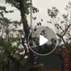 低價供應綠化苗木紫荊花木農戶自家花場直銷寵物及園藝園林