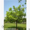 低價供應綠化苗木吊瓜樹花木農戶自家花場直銷寵物及園藝園林
