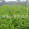 歐洲莢蒾 土球好 冠幅好 精品 優質苗 樹木 園林 地被 草花