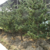 五針松 土球好 冠幅好 花灌木 地被 球類 色塊類 草花類 喬木蕭山