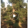 供應(yīng)綠籬球形綠化苗木福建茶農(nóng)戶自家花場(chǎng)種植直銷寵物及園藝林