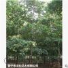 低價(jià)供應(yīng)綠化苗木大葉欖仁花木農(nóng)戶自家花場(chǎng)直銷寵物及園藝園林