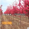 高桿海棠樹苗 西府海棠 垂絲海棠 北美海棠樹苗 庭院地栽綠化苗木