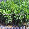 庭院綠化苗木 海桐樹苗 四季常青籬笆苗 庭院海桐苗綠化植物綠植