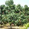 低價(jià)供應(yīng)綠化苗木芒果樹花木農(nóng)戶自家花場(chǎng)直銷寵物及園藝園林