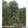 低價(jià)供應(yīng)綠化苗木垂葉榕柱花木農(nóng)戶自家花場(chǎng)直銷寵物及園藝園林