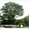 低價(jià)供應(yīng)綠化苗木藍(lán)洋楹花木農(nóng)戶自家花場(chǎng)直銷寵物及園藝園林