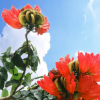低價(jià)大量供應(yīng)火焰木綠化苗木花木農(nóng)戶自家花場(chǎng)直銷型寵物及園藝林