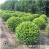 基地批發 灌木金葉女貞球大小規格毛球凈球 工程用苗庭院綠化