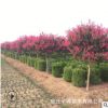 綠化工程苗紫薇樹苗 紅花紫薇 紅火箭大紫薇苗耐寒花卉庭院花園