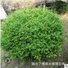 龜甲冬青球樹苗批發園林工程綠化苗木冬青球苗 行道綠籬龜甲冬青