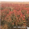 苗圃直銷 紅葉石楠球小區路邊工程綠化庭院花園皆可種植美觀大方