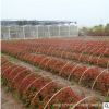 工程綠化紅葉石楠 綠化小苗 紅葉石楠小苗 純正紅羅賓 紅葉石楠苗