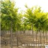 批發金葉榆小苗工程綠化金葉榆樹苗 彩葉樹木行道樹金葉榆苗