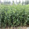 冬青苗 基地直銷 批發綠化小苗床苗大葉黃楊苗 現挖現賣 量大從優
