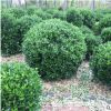大葉黃楊球批發 常綠灌木行道風景綠化護坡黃楊球基地直銷
