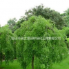 批發龍爪槐，龍爪槐基地，垂槐，垂槐產地，嫁接國槐樹