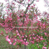 量供應垂絲海棠，垂絲海棠苗，垂絲海棠基地，規格齊全