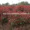 供應高桿紅葉石楠，高桿紅葉石楠球，價格合理