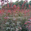 沭陽中國紅楓基地 大量銷售中國紅楓小苗 日本紅楓價格圖片