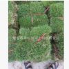 混播草坪四季青 混播草坪 高羊茅 黑麥草