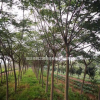 沭陽合歡基地 銷售合歡小苗多少錢一株 絨花樹 價格表圖片