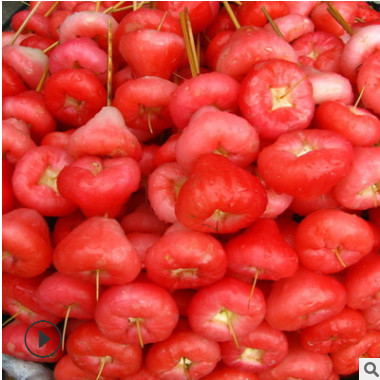 基地直銷臺(tái)灣蓮霧苗 黑珍珠 果樹苗 黑金剛嫁接 易成活 新品種