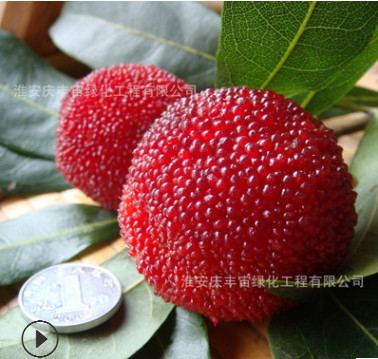 正宗東魁楊梅樹苗 新品種嫁接楊梅苗 適合南方北方種植當(dāng)年結(jié)果