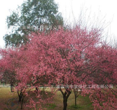 直銷園林觀賞紅梅小苗 冬季花卉綠化工程紅梅樹苗庭院盆栽品種齊
