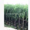廣東水柳，垂絲柳，垂枝柳基地直銷。批發(fā)價格。免費報價。云南柳