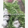 黃馨 蕭山 園林 灌木 土球好 冠幅好 地被 球類 色塊類 花藝苗圃