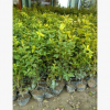 桂花，土球好 冠幅好，花灌木 地被，球類，色塊類，草花類，喬木