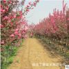 種植基地暢銷北美海棠小樹苗絢麗海棠冬紅果海棠價(jià)格 觀賞樹