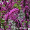 供應(yīng)各種綠化苗紫荊 紫荊基地 紫荊價(jià)格 紫荊圖片 滿條紅批發(fā)