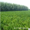 批發(fā)灌木 沙地柏 沙地柏樹苗 鋪地柏 綠化苗/工程用苗 價(jià)格低質(zhì)優(yōu)