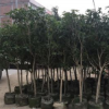 廣東桂花袋苗基地。普寧產地直銷。批發價格。園林用途。市政貨