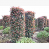 紅葉石楠柱 紅葉石楠球 紅葉石楠大小杯 高桿紅葉石楠樹 綠化苗木