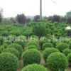 福建龜甲冬青球產地。浙江龜甲冬青基地。湖南價格。廣東直銷。揭