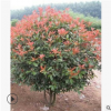紅葉石楠球 基地直銷 紅葉石楠綠籬 紅葉石楠柱 紅葉石楠大小杯