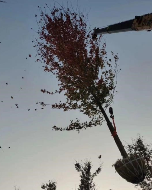 美國紅楓秋火焰