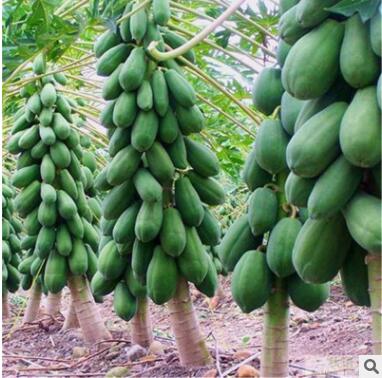 優良番木瓜種子海南紅心木瓜籽營養豐富的庭院陽臺果樹種四季易種